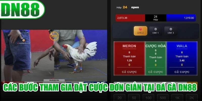 Các bước tham gia đặt cược đơn giản tại đá gà DN88 cho anh em