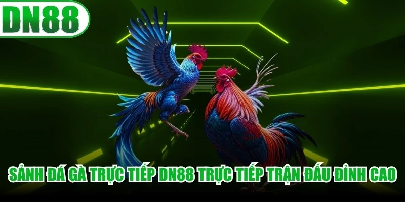 Sảnh đá gà trực tiếp tại DN88 truyền hình trực tiếp các trận đấu đỉnh cao